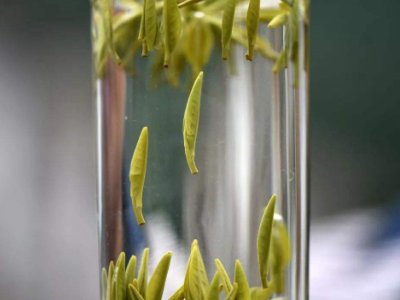 茶葉的專業(yè)知識，關(guān)于茶的基本知識大全