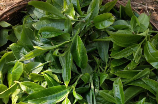 最耐泡的茶葉排名，什么茶葉經(jīng)久耐泡？