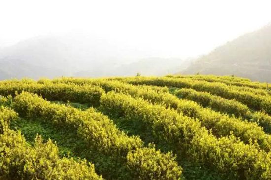 黃金茶的功效及禁忌癥，黃金茶有什么副作用嗎？