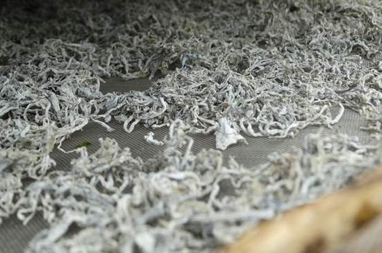 麗江雪茶的功效與作用，白雪茶有什么功效和作用