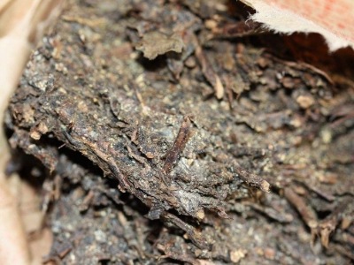 長期飲用黑茶的副作用，黑茶的功效與作用