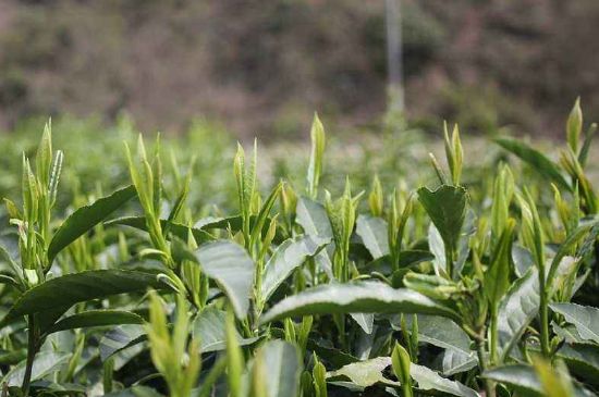 喝黃金茶禁忌，什么人不能喝黃金芽茶？