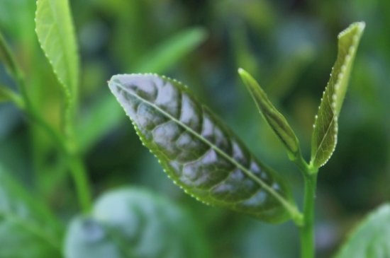 綠茶第一泡要倒掉嗎，為什么綠茶第一泡不喝？