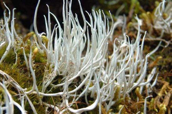 麗江雪茶的禁忌，白雪茶的副作用