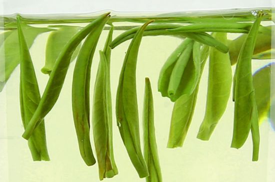 雀舌茶什么人不能喝，雀舌茶的功效與禁忌