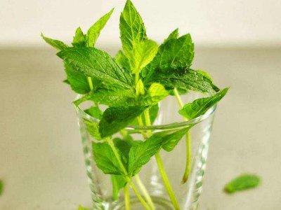 喝茶治口臭嗎，什么茶治口臭好？