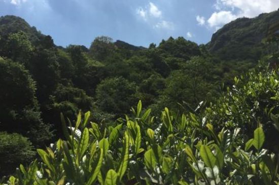 六安瓜片適合什么人喝，六安瓜片的功效與禁忌