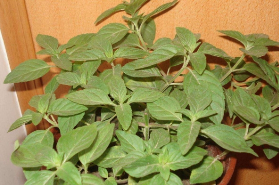 薄荷茶的功效與作用，喝薄荷茶有什么好處？