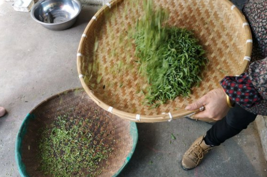 炒青茶為什么便宜，炒青綠茶好喝嗎？