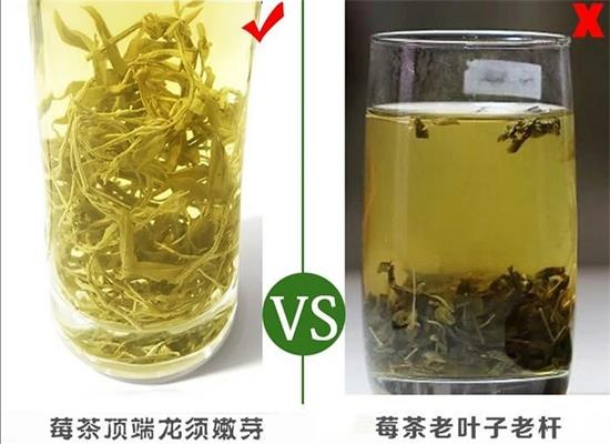 張家界茅巖莓茶與藤茶是同一種茶嗎，藤茶跟莓茶一不一樣？