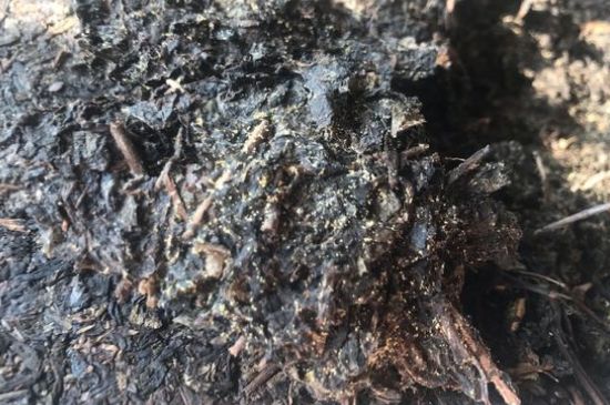 茯茶可以放在冰箱里存放嗎，茯磚茶如何儲存？