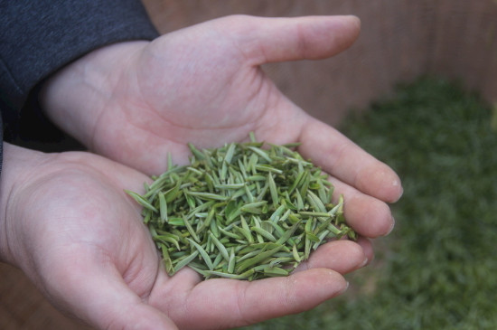 茶葉可以放冰箱嗎，茶需要放冰箱保存嗎