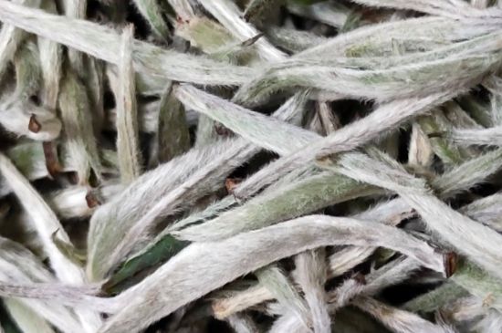春茶上市白茶的好壞怎么區(qū)分，春白茶怎么分辨好不好？