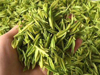 白茶品質(zhì)如何區(qū)分，白茶的優(yōu)劣質(zhì)量辨別方法