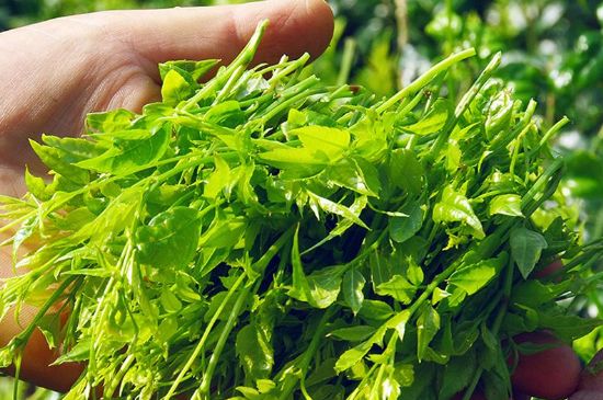 茅巖莓茶別名是什么，莓茶別名叫藤茶嗎？