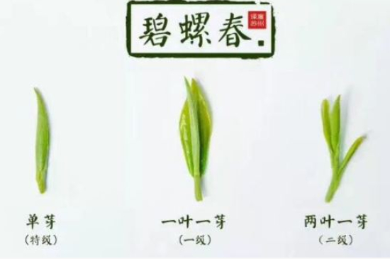 真假碧螺春泡水后區(qū)別，蘇州洞庭碧螺春怎樣鑒別好壞？