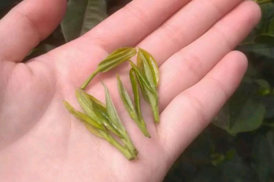 炒青茶為什么便宜，炒青綠茶好喝嗎？