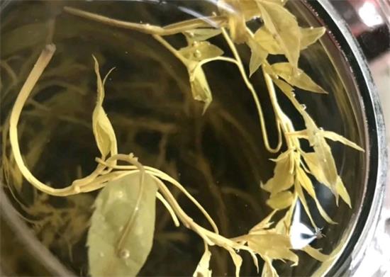 張家界茅巖莓茶與藤茶是同一種茶嗎，藤茶跟莓茶一不一樣？