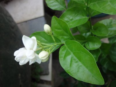 茉莉和什么一起泡最好，茉莉茶有幾種搭配？