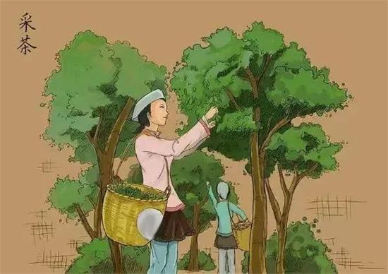 制茶八步驟，制茶工藝流程圖