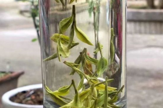 蒸汽煮茶器適合什么茶，蒸汽煮茶器適合用綠茶嗎？