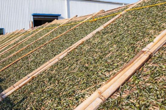 武夷巖茶的初制、精制加工工藝詳細講解