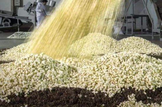 茉莉龍珠怎么做的，茉莉龍珠的制作工藝