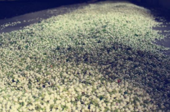 茉莉龍珠怎么做的，茉莉龍珠的制作工藝