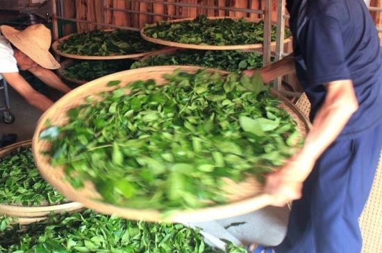 武夷巖茶的初制、精制加工工藝詳細講解