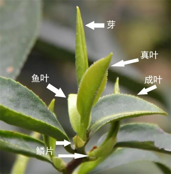 摘茶葉最快的方法，采摘茶葉怎么才能快？