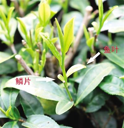 摘茶葉最快的方法，采摘茶葉怎么才能快？