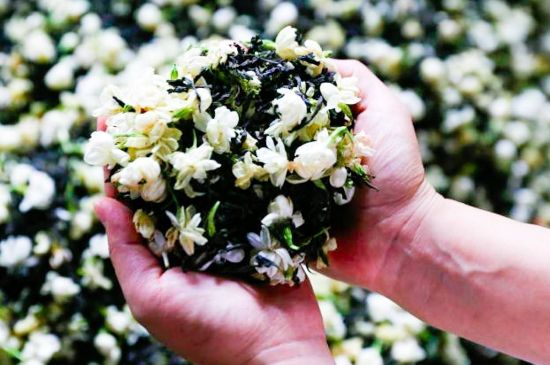 茉莉花和什么在一起喝好，茉莉花喝什么茶搭配？