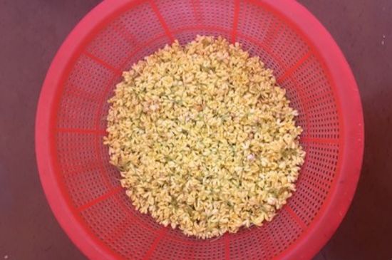 干桂花茶的制作方法，怎樣自制桂花茶？