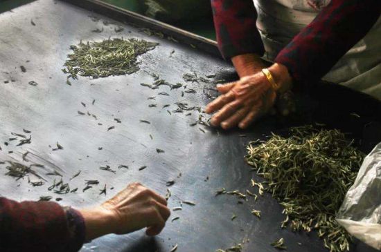 武夷巖茶的初制、精制加工工藝詳細講解