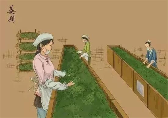 制茶八步驟，制茶工藝流程圖