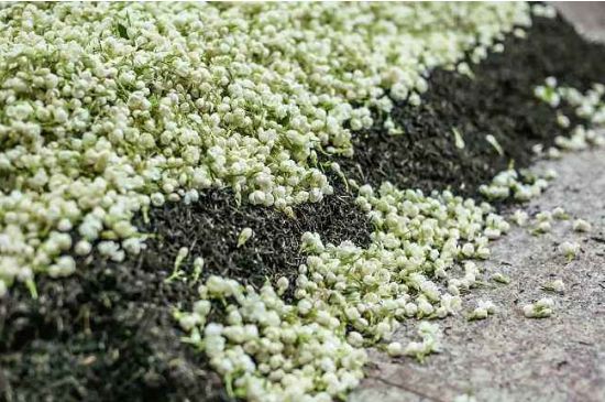 茉莉茶葉的功效與禁忌，什么人不適合喝茉莉花茶？