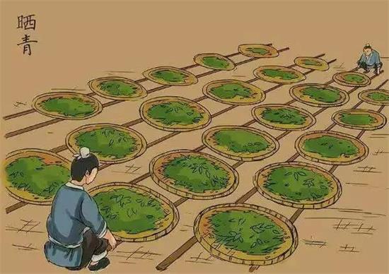 制茶八步驟，制茶工藝流程圖