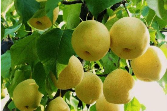 一把真正的本山綠泥壺最低多少錢(qián)，什么價(jià)格能買(mǎi)到本山綠泥紫砂壺？