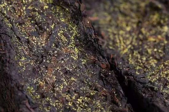 茯磚茶與普洱茶哪個好，茯茶和普洱茶口味區(qū)別