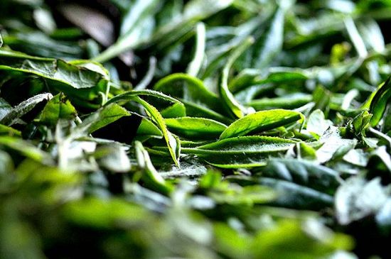 荒野銀針市場(chǎng)價(jià)多少，真正的荒野白毫銀針多少錢？