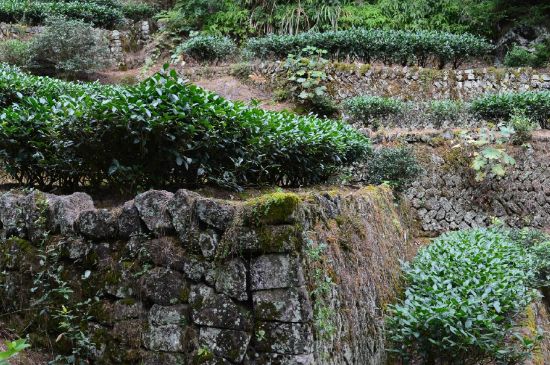 拼配的馬頭巖肉桂，還配叫馬肉嗎？請叫它“馬頭巖大紅袍”