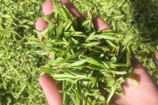 龍井好喝還是毛尖好喝，綠茶是龍井好還是毛尖好？