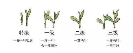 烏牛早和龍井的區(qū)別圖片，龍井43號和烏牛早茶的對比