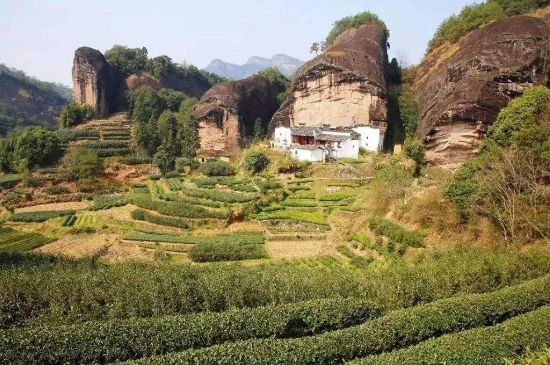 馬頭巖肉桂是大紅袍嗎，大紅袍肉桂屬于什么茶？