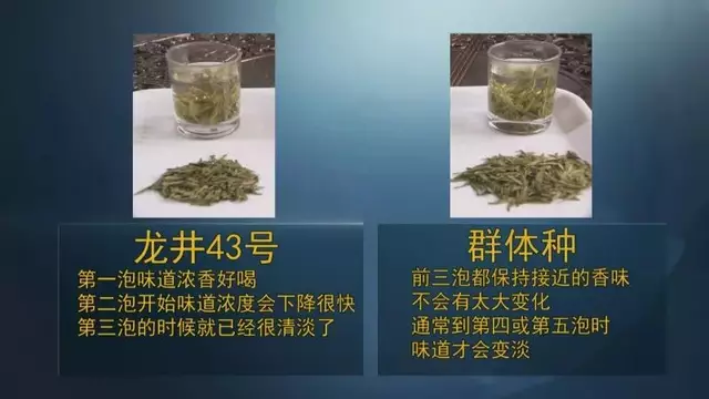 龍井群體種和43號(hào)的區(qū)別圖片，龍井43和群體種哪個(gè)好喝？