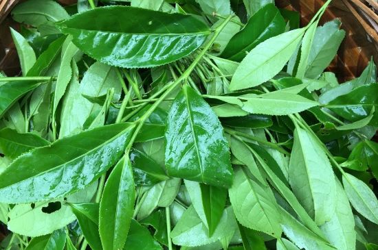 大紅袍可以放10年嗎，大紅袍放了十年能喝嗎