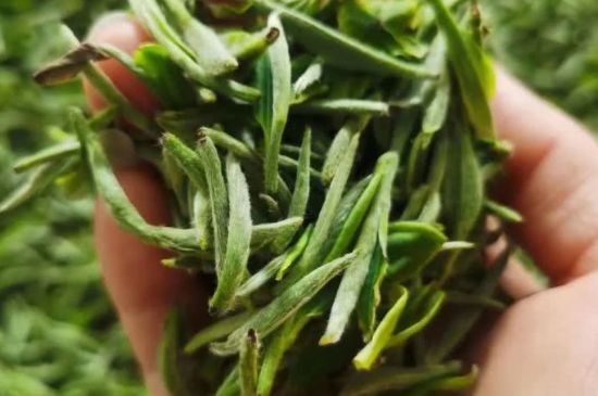 金壇雀舌算不算好茶，金壇雀舌屬于什么檔次茶葉？