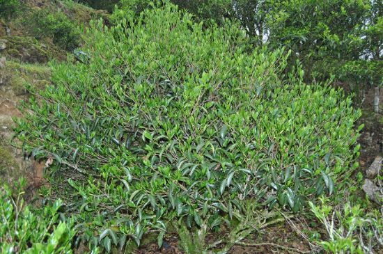 肉桂茶屬于紅茶嗎，牛欄坑肉桂是紅茶還是綠茶？