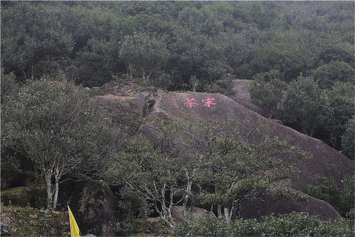 宋種一號價值為什么高，鳳凰單樅宋種1號價格與產(chǎn)量多少？