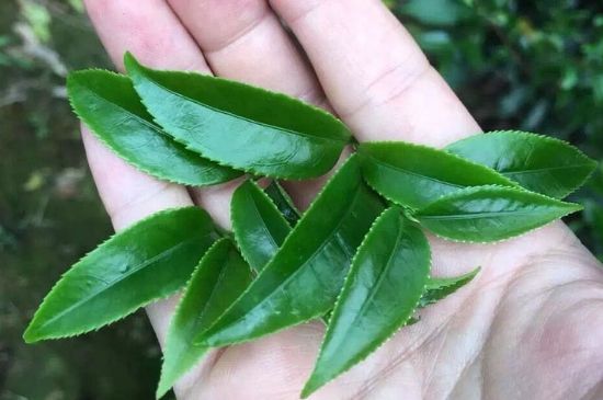 鋸朵仔跟鴨屎香哪個貴，鋸朵子和鴨屎香哪個好喝？